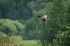 Male Marsh Harrier in Flight Side View