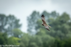 Male Marsh Harrier in Flight Side View