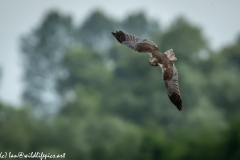 Male Marsh Harrier in Flight Front View