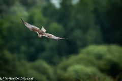 Male Marsh Harrier in Flight Front View