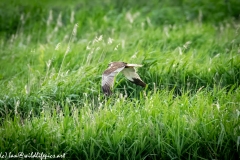 Male Marsh Harrier in Flight Side View