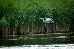 Grey Herron Landing on Water Side View