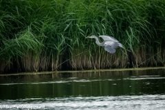 Grey Herron Landing on Water Side View