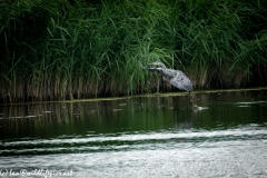 Grey Herron Landing on Water Side View