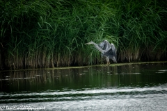 Grey Herron Landing on Water Side View