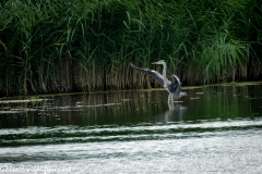 Grey Herron Landing on Water Side View