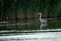 Grey Herron Landing on Water Side View