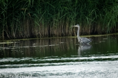 Grey Herron Landing on Water Side View