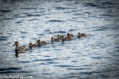 Female Shoveler Duck & Shoveler Chicks on Water