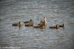 Female Shoveler Duck & Shoveler Chicks on Water