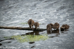 Young Shoveler Ducks on Branch in Water Front View