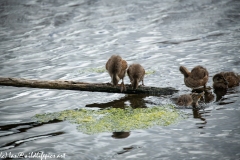 Young Shoveler Ducks on Branch in Water Front View