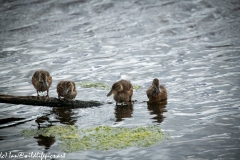 Young Shoveler Ducks on Branch in Water Front View