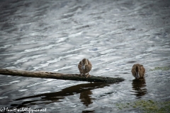 Young Shoveler Ducks on Branch in Water Front View