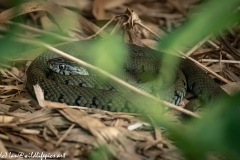 Grass Snake