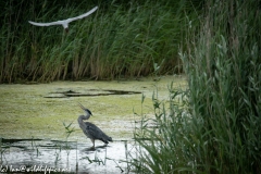 Grey Herron in Water Being Attacked By Black Headed Gull