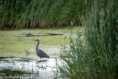 Grey Herron in Water Being Attacked By Black Headed Gull