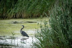 Grey Herron in Water Being Attacked By Black Headed Gull