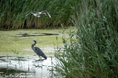 Grey Herron in Water Being Attacked By Black Headed Gull