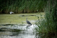 Grey Herron in Water Being Attacked By Black Headed Gull