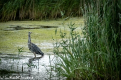 Grey Herron in Water Being Attacked By Black Headed Gull