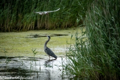 Grey Herron in Water Being Attacked By Black Headed Gull