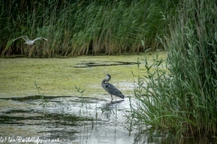 Grey Herron in Water Being Attacked By Black Headed Gull