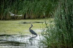 Grey Herron in Water Being Attacked By Black Headed Gull