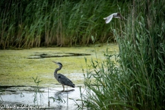 Grey Herron in Water Being Attacked By Black Headed Gull