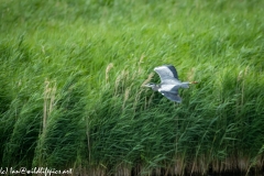 Grey Herron in Flight Side View