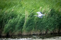 Grey Herron in Flight Side View