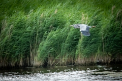 Grey Herron in Flight Side View