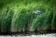 Grey Herron in Flight Side View