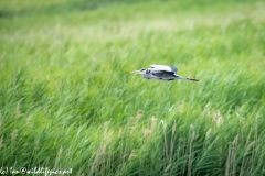 Grey Herron in Flight Side View