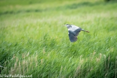 Grey Herron in Flight Side View