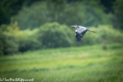 Grey Herron in Flight Side View