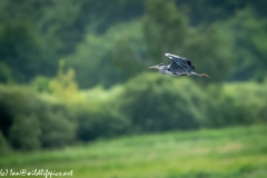 Grey Herron in Flight Side View