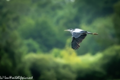 Grey Herron in Flight Side View