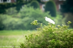 Great White Egret in Tree Side View