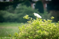 Great White Egret in Tree Side View