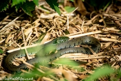 Grass Snake