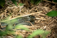 Grass Snake