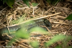 Grass Snake