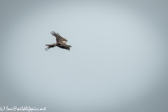 Female Marsh Harrier with Food in Flight Side View