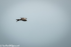 Female Marsh Harrier with Food in Flight Side View