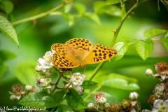 Silver-washed Fritillary Wings Open Front View