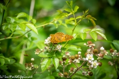 Silver-washed Fritillary Wings Open Front View