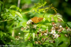 Silver-washed Fritillary Wings Open Front View