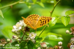 Silver-washed Fritillary Wings Open Front View