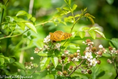 Silver-washed Fritillary Wings Open Front View